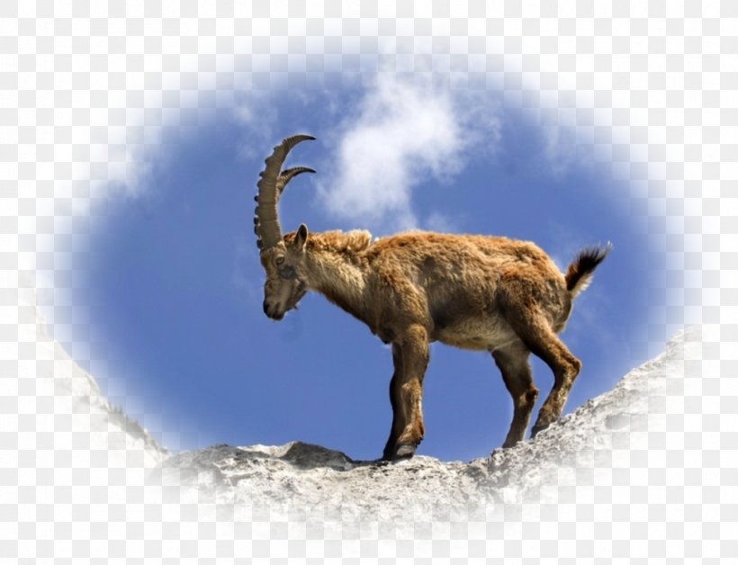 Goat Chamois Alpine Ibex Animal Lynx, PNG, 1010x774px, Goat, Alpine Ibex, Animal, Cattle, Cattle Like Mammal Download Free