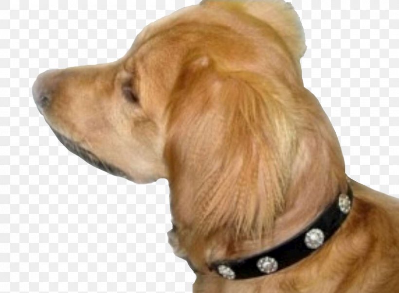 Golden Retriever Puppy Dog Breed Companion Dog, PNG, 1200x883px, Golden Retriever, Breed, Carnivoran, Companion Dog, Crossbreed Download Free
