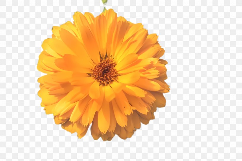 Orange, PNG, 2448x1632px, English Marigold, Barberton Daisy, Calendula, Flower, Flowering Plant Download Free