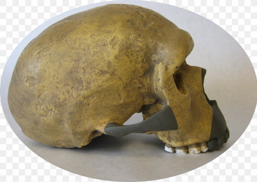 Skull, PNG, 2466x1748px, Skull, Bone, Jaw, Snout Download Free