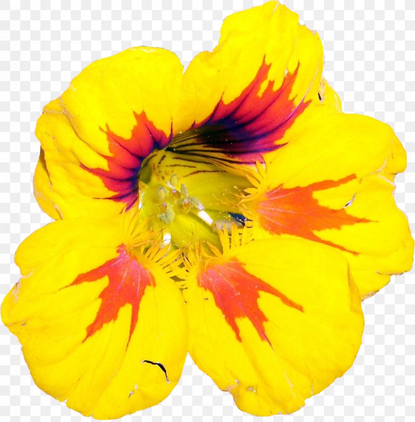 Tropaeolum Majus Flower Yellow Plant Codariocalyx Motorius, PNG, 1182x1200px, Tropaeolum Majus, Anemone, Anemone Ranunculoides, Annual Plant, Codariocalyx Motorius Download Free
