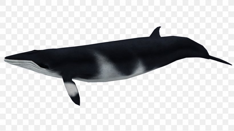 Tucuxi White-beaked Dolphin Zoo Tycoon 2 Cetacea Beaked Whale, PNG, 1366x768px, Tucuxi, Baleen Whale, Beak, Beaked Whale, Cetacea Download Free