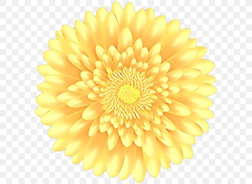 Flower Yellow Petal Gerbera Plant, PNG, 599x600px, Cartoon, Cut Flowers, English Marigold, Flower, Gerbera Download Free