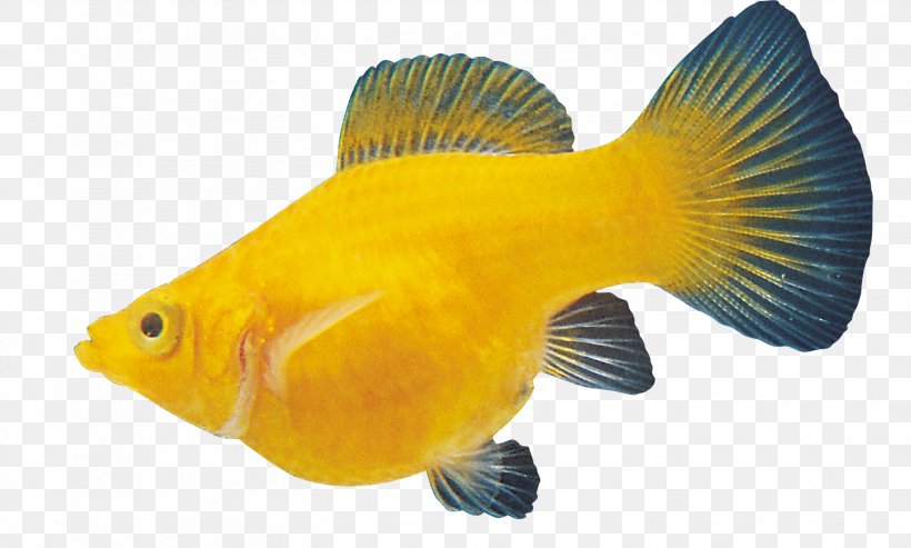 Carassius Auratus Ornamental Fish, PNG, 2904x1749px, Carassius Auratus, Aquarium, Fadenfische, Fauna, Feeder Fish Download Free
