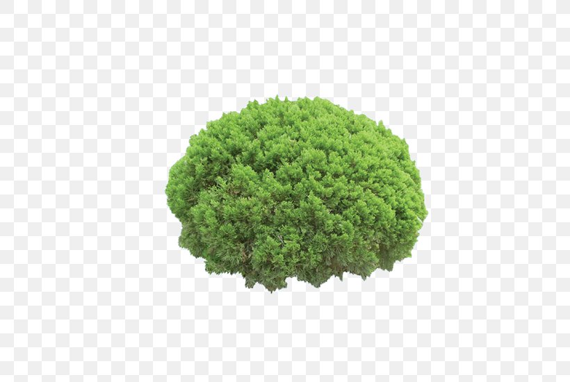 Plant Tree Chamaecyparis Lawsoniana Juniperus Chinensis, PNG, 650x550px, Plant, Birdseye View, Chamaecyparis Lawsoniana, Cypress, Grass Download Free