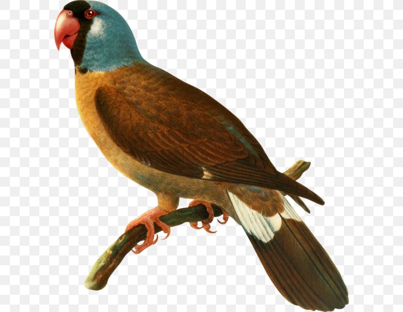 Bird Mascarene Islands Mascarene Parrot Parrots Beak, PNG, 600x635px, Bird, Beak, Cuculiformes, Dinosaur, Extinction Download Free
