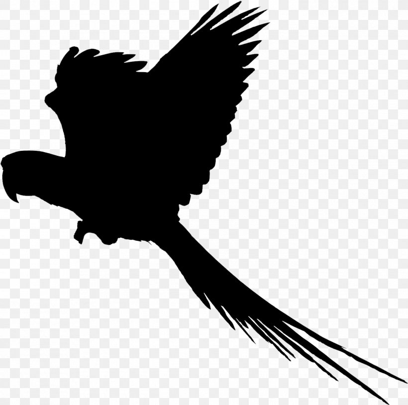Clip Art Black & White, PNG, 1395x1386px, Black White M, Accipitriformes, Beak, Bird, Bird Of Prey Download Free