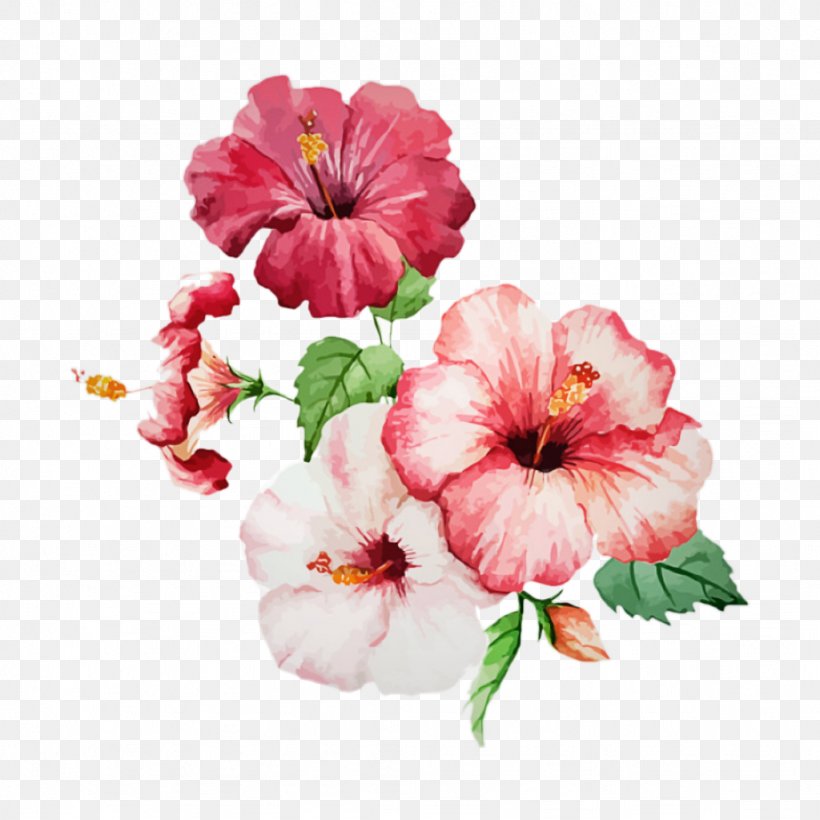 Flower Flowering Plant Petal Pink Hawaiian Hibiscus, PNG, 1024x1024px, Flower, Flowering Plant, Hawaiian Hibiscus, Hibiscus, Petal Download Free