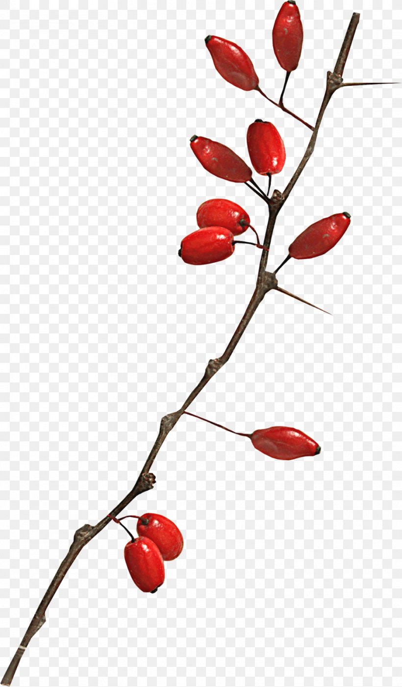 Lycium Chinense Goji, PNG, 936x1600px, Lycium Chinense, Branch, Drawing, Flowering Plant, Food Download Free