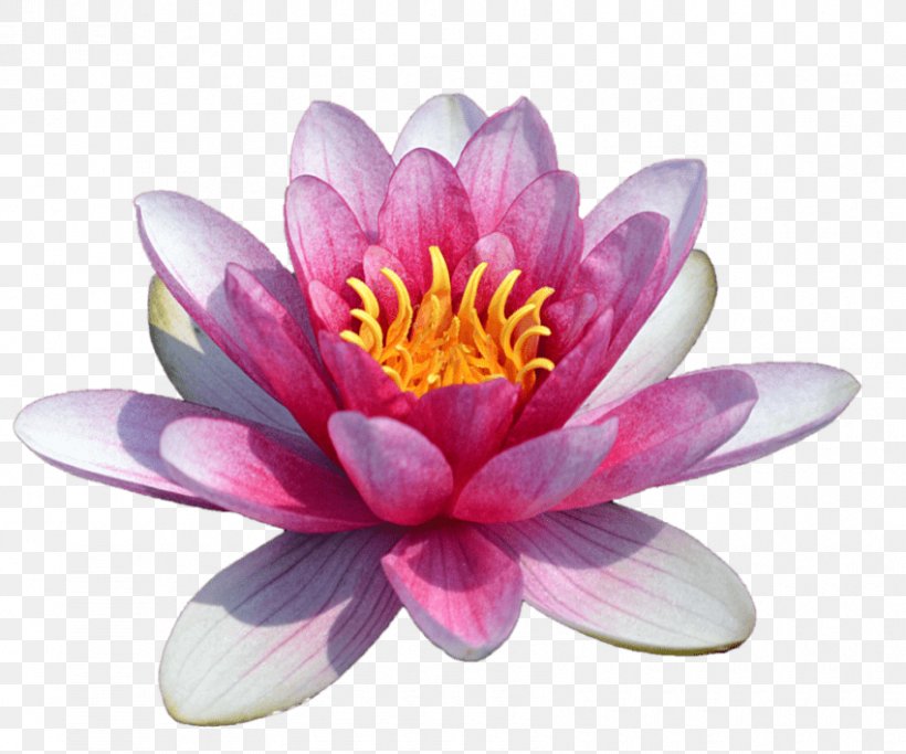 Clip Art The Water Lily Pond Image Sacred Lotus, PNG, 850x709px, Water Lily Pond, Aquatic Plant, Botany, Egyptian Lotus, Flower Download Free