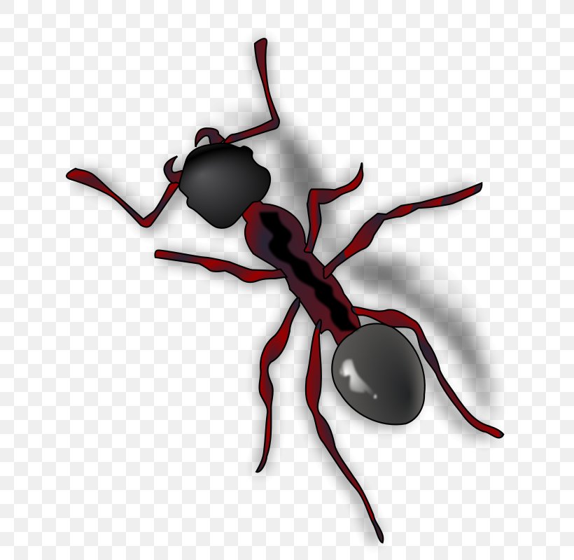 Queen Ant Clip Art, PNG, 680x800px, Ant, Ant Colony, Arthropod, Black Garden Ant, Drawing Download Free