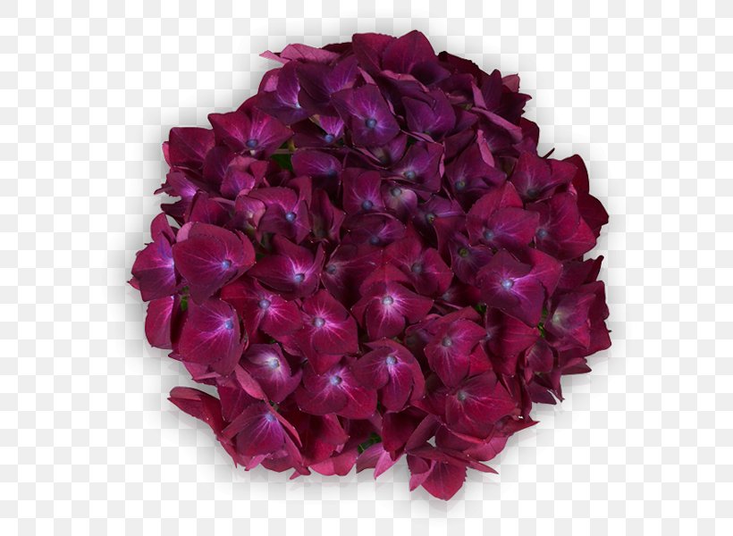 Violet Lilac Red Purple French Hydrangea, PNG, 600x600px, Violet, Cut Flowers, Email, Flower, French Hydrangea Download Free