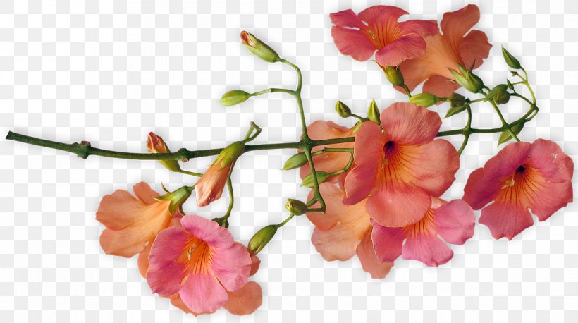 Cut Flowers Floral Design, PNG, 1190x666px, Flower, Blossom, Branch, Cut Flowers, Data Download Free