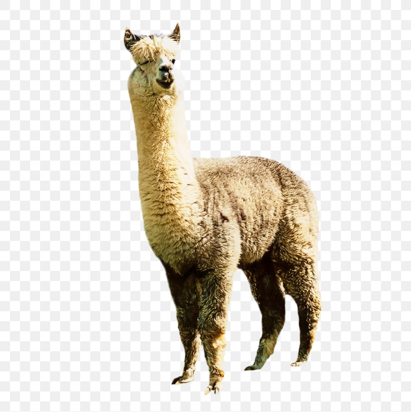 Llama Alpaca Clip Art Image Illustration, PNG, 599x821px, Llama, Adaptation, Alpaca, Animal, Camelid Download Free