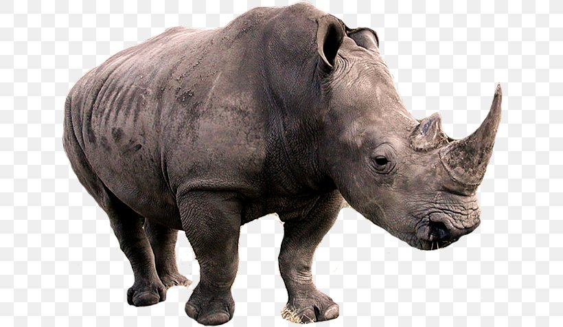 Black Rhinoceros Poaching Horn Indian Rhinoceros, PNG, 644x476px, Rhinoceros, Black Rhinoceros, Fauna, Horn, Indian Rhinoceros Download Free