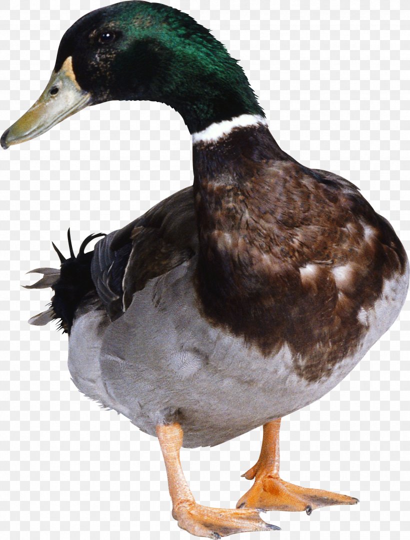 Duck Hunt Donald Duck American Pekin, PNG, 2429x3194px, Duck Hunt, American Pekin, Beak, Bird, Cygnini Download Free