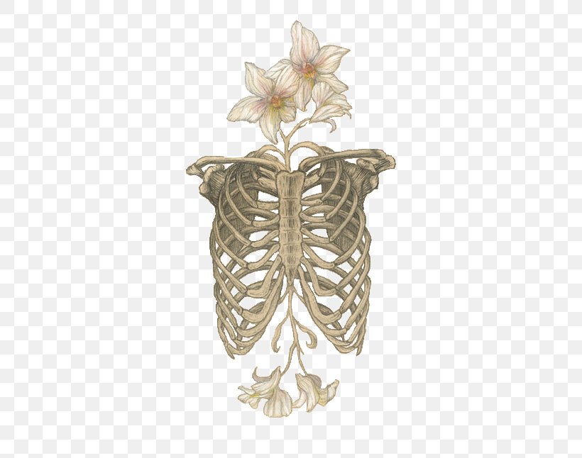 Human Skeleton Anatomy Skull Rib Cage, PNG, 500x646px, Human Skeleton, Anatomy, Art, Bone, Diphylleia Download Free