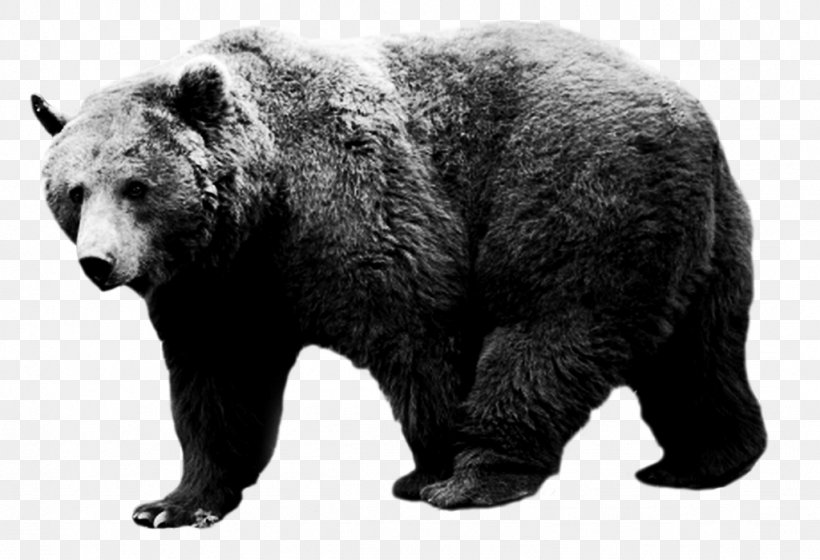 American Black Bear Grizzly Bear Alaska Peninsula Brown Bear Tumblr, PNG, 1023x699px, American Black Bear, Alaska Peninsula Brown Bear, Animal, Bear, Blog Download Free
