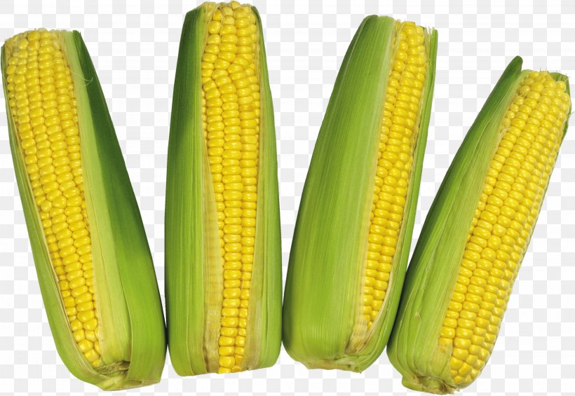 Corn On The Cob Flint Corn Waxy Corn, PNG, 3150x2172px, Corn On The Cob, Commodity, Corn Kernel, Corncob, Flint Corn Download Free