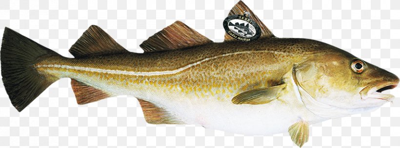 Norway Atlantic Cod Skrei Fish, PNG, 852x316px, Norway, Animal Figure, Atlantic Cod, Atlantic Halibut, Boreogadus Saida Download Free