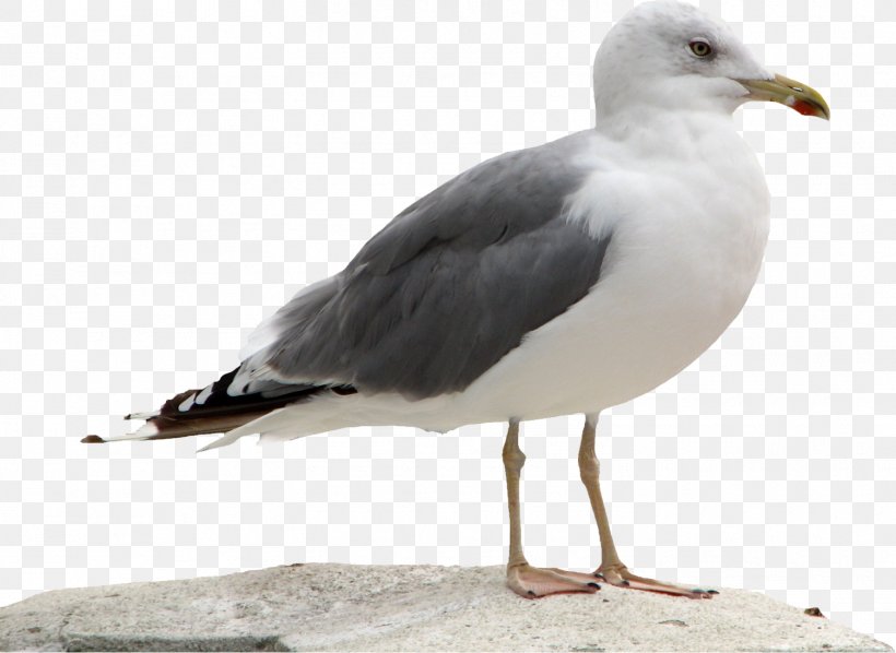 Call Of Duty: Black Ops III Great Black-backed Gull European Herring Gull, PNG, 1505x1099px, Call Of Duty Black Ops Ii, Beak, Bird, Call Of Duty, Call Of Duty Black Ops Download Free