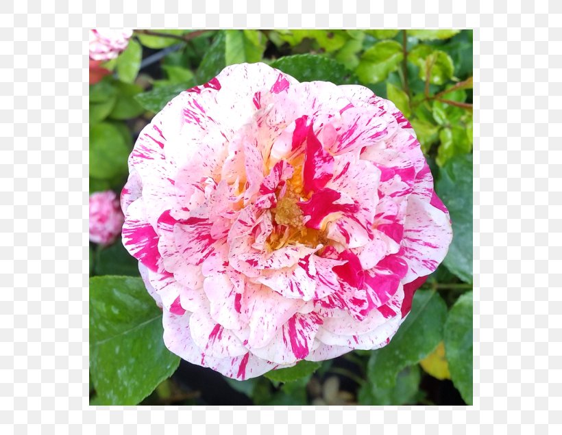 French Rose Cabbage Rose Floribunda Memorial Rose Japanese Camellia, PNG, 560x636px, French Rose, Annual Plant, Cabbage Rose, Camellia, Camellia Sasanqua Download Free