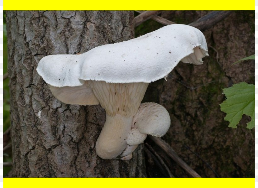 Oyster Mushroom Pleurotus Eryngii Pleurotus Dryinus Pleurotus Pulmonarius Mycelium, PNG, 800x600px, Oyster Mushroom, Agaric, Agaricaceae, Agaricomycetes, Edible Mushroom Download Free