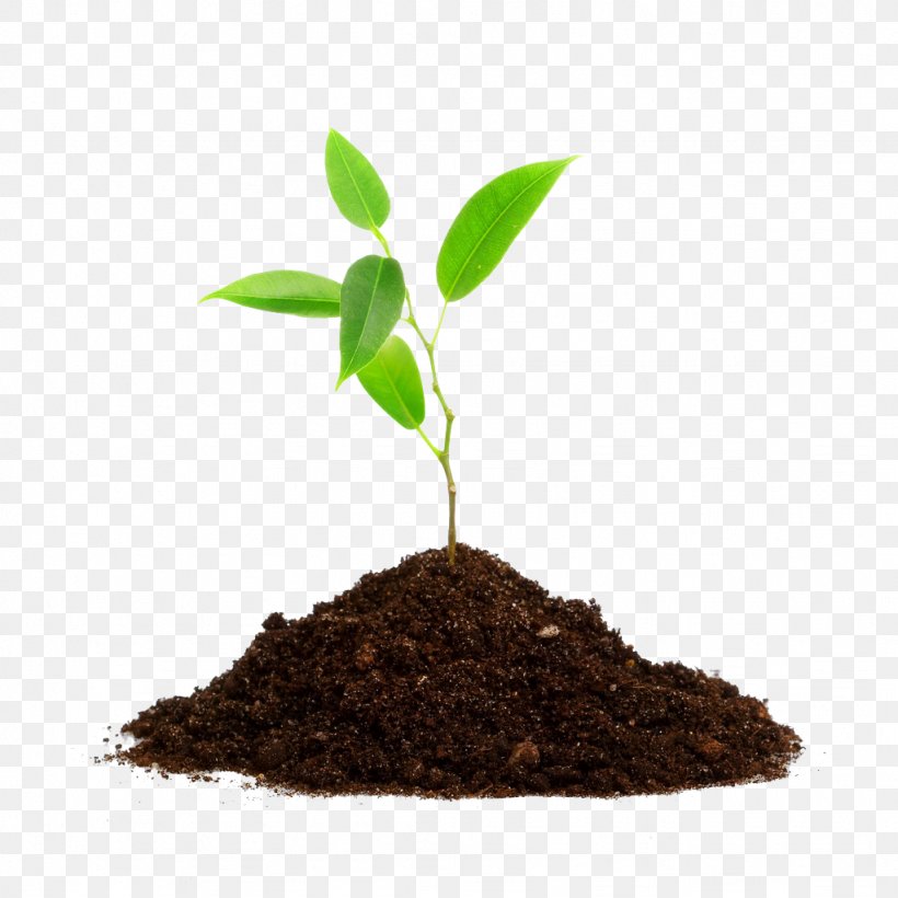 Tree Planting Root Seedling, PNG, 1024x1024px, Tree, Agriculture, Color, Flowering Plant, Forest Download Free