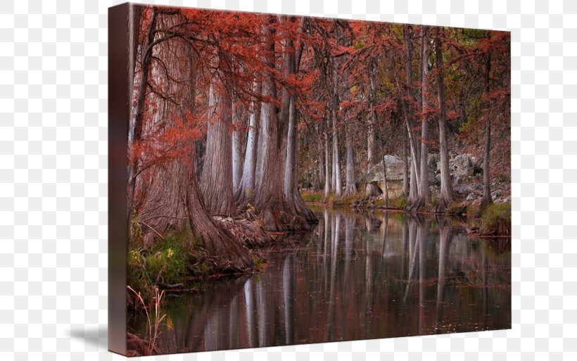 Bayou Texas Hill Country Swamp Painting, PNG, 650x513px, Bayou, Art, Canvas, Fluvial Landforms Of Streams, Forest Download Free