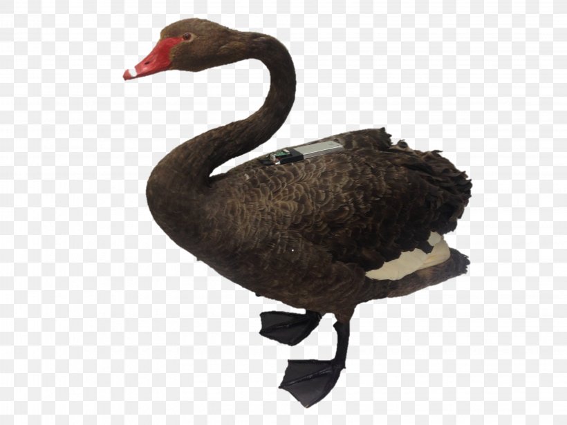 Black Swan Bird Duck Goose Parrot, PNG, 3264x2448px, Black Swan, Anatidae, Animal, Beak, Bird Download Free
