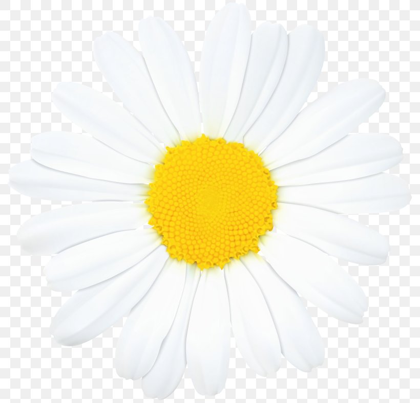 Common Daisy Clip Art Image Oxeye Daisy, PNG, 800x788px, Common Daisy, Chamomile, Chrysanthemum, Chrysanths, Daisy Download Free