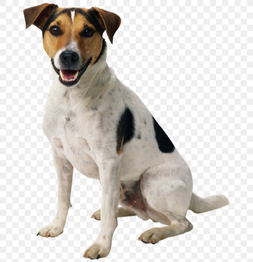Dog Pet Sitting Puppy Cat, PNG, 699x850px, Dog, Best Doggie Bakery, Brazilian Terrier, Carnivoran, Cat Download Free