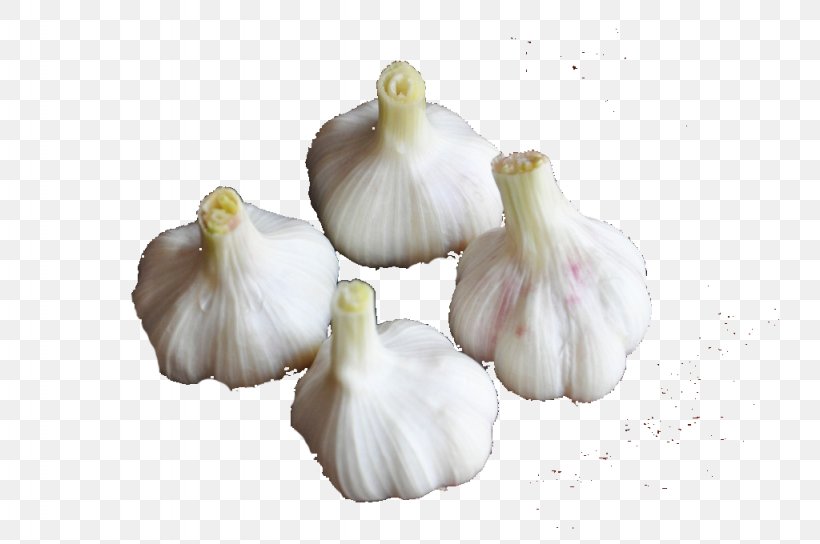 Garlic Food Vegetable, PNG, 1024x680px, Garlic, Ecology, Food, Garlic Scape, Ingredient Download Free