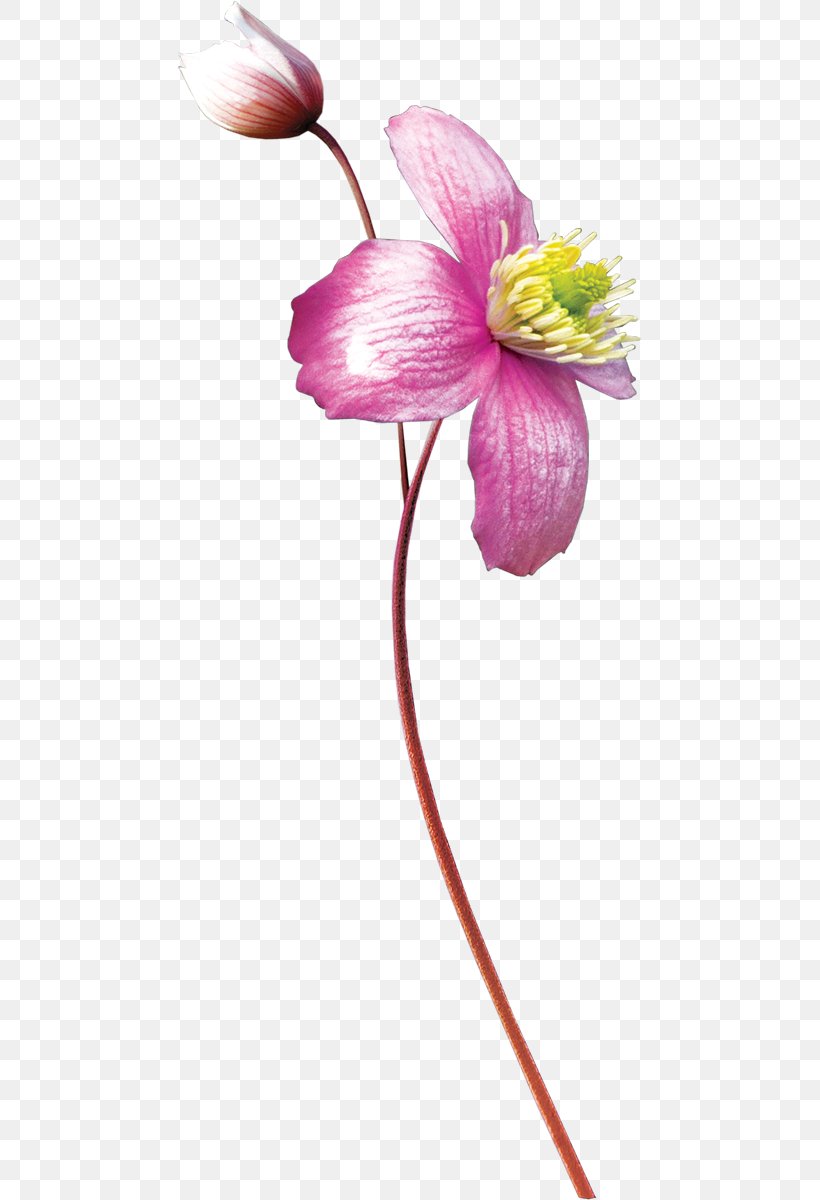 Watercolor Painting Flower, PNG, 465x1200px, Watercolor Painting, Animation, Blossom, Cut Flowers, Flora Download Free