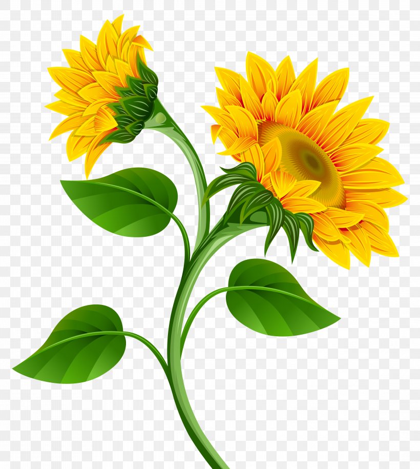 Common Sunflower Clip Art, PNG, 4563x5096px, Common Sunflower, Annual Plant, Calendula, Color, Cut Flowers Download Free