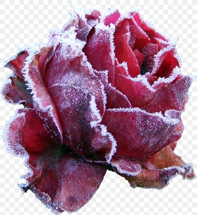 Garden Roses Winter Branch Snow Flower, PNG, 1111x1209px, Garden Roses, Animaatio, Branch, Cabbage Rose, Carnation Download Free