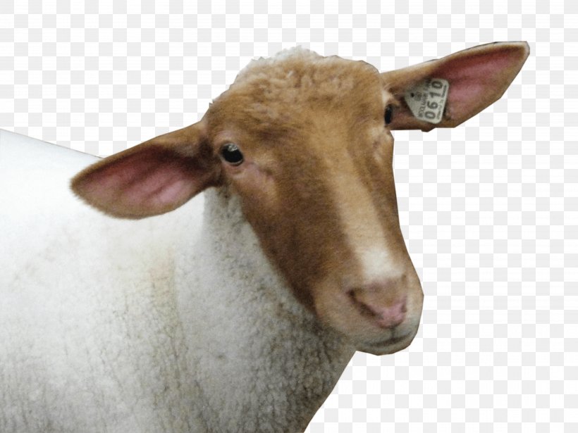 Goat Sheep Data Compression, PNG, 3648x2736px, Goat, Cow Goat Family, Data Compression, Display Resolution, Fauna Download Free