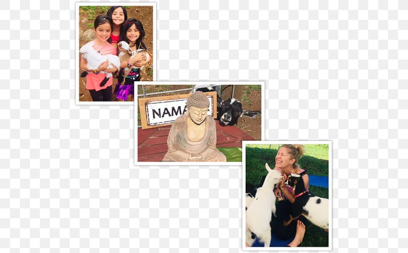 Maui Goat Yoga Keokea, Maui County, Hawaii Dog Breed Sunset, PNG, 525x510px, Dog Breed, Breed, Collage, Dog, Evening Download Free