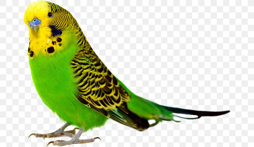 Parrot Bird Budgerigar Cockatiel Finch, PNG, 670x475px, Parrot, Beak, Bird, Bird Feeder, Bird Feeding Download Free