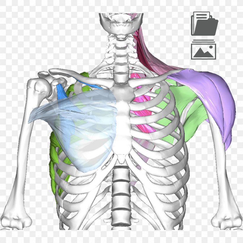 Shoulder Girdle Hip Muscle Bone, PNG, 1900x1900px, Watercolor, Cartoon, Flower, Frame, Heart Download Free