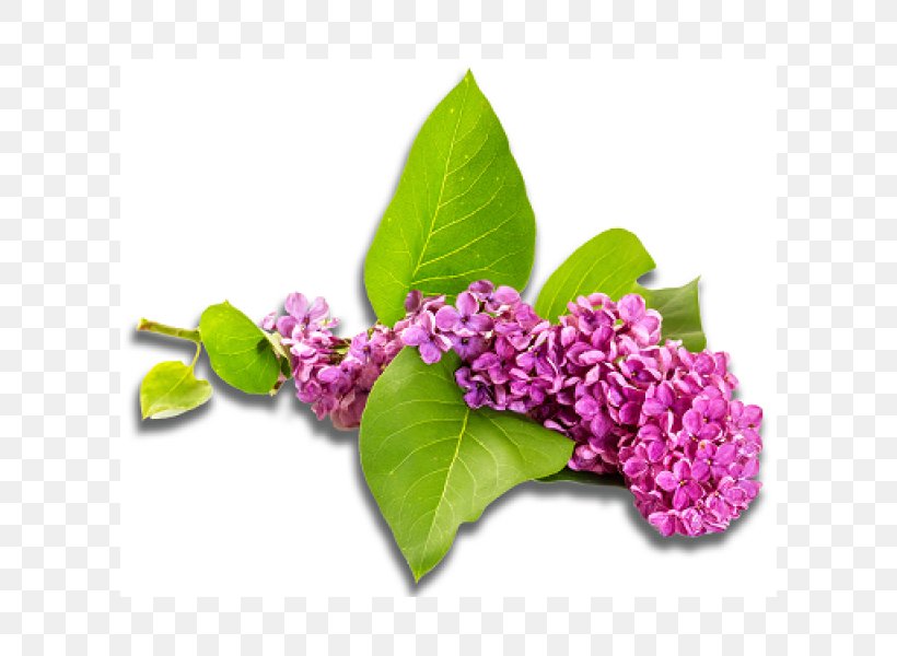 Stock Photography Lilac Violet Flower, PNG, 600x600px, Stock Photography, Color, Common Lilac, Cut Flowers, Drawing Download Free