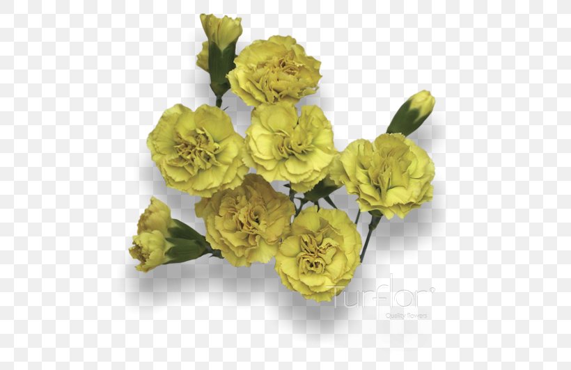 Cut Flowers, PNG, 490x532px, Cut Flowers, Flower, Flowering Plant, Herbaceous Plant, Petal Download Free
