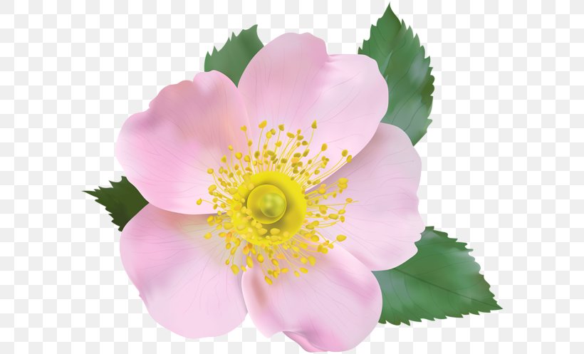 Dog-rose Blossom Clip Art, PNG, 600x497px, Dogrose, Annual Plant, Blossom, Flower, Flowering Plant Download Free