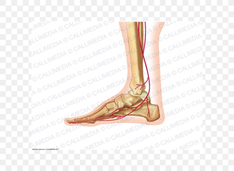 Foot Ankle Human Body Anatomy Artery, PNG, 600x600px, Watercolor, Cartoon, Flower, Frame, Heart Download Free