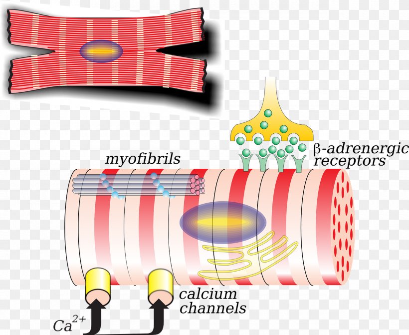 Human Body Biology Cardiac Muscle Cell Clip Art, PNG, 1280x1048px, Human Body, Anatomy, Biology, Blood Cell, Brand Download Free