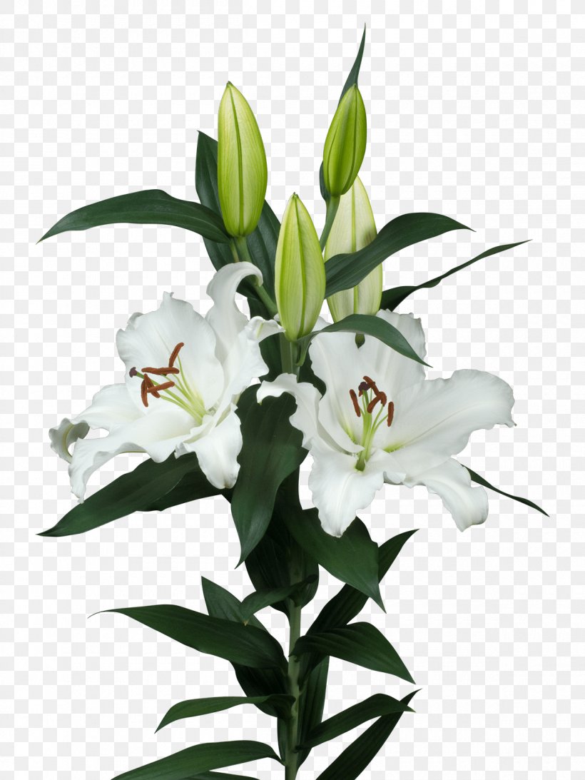 Lilium Cut Flowers Plant Stem Flower Bouquet, PNG, 1200x1600px, Lilium, Cut Flowers, Floral Design, Floristry, Flower Download Free