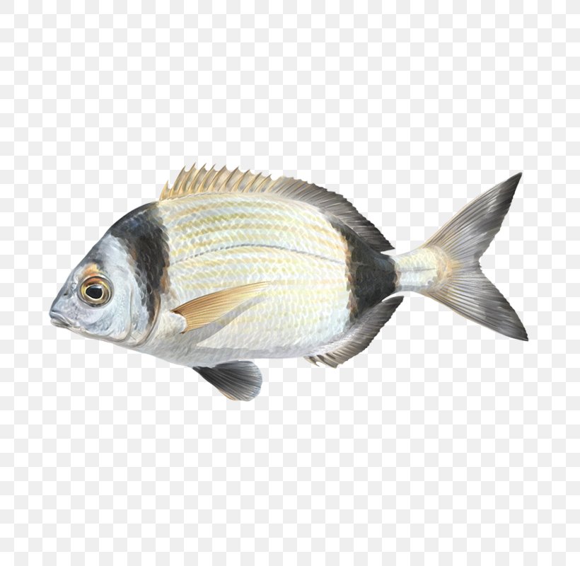 Oily Fish Fauna Carp Perch, PNG, 800x800px, Fish, Animal Source Foods, Bony Fish, Carp, Fauna Download Free