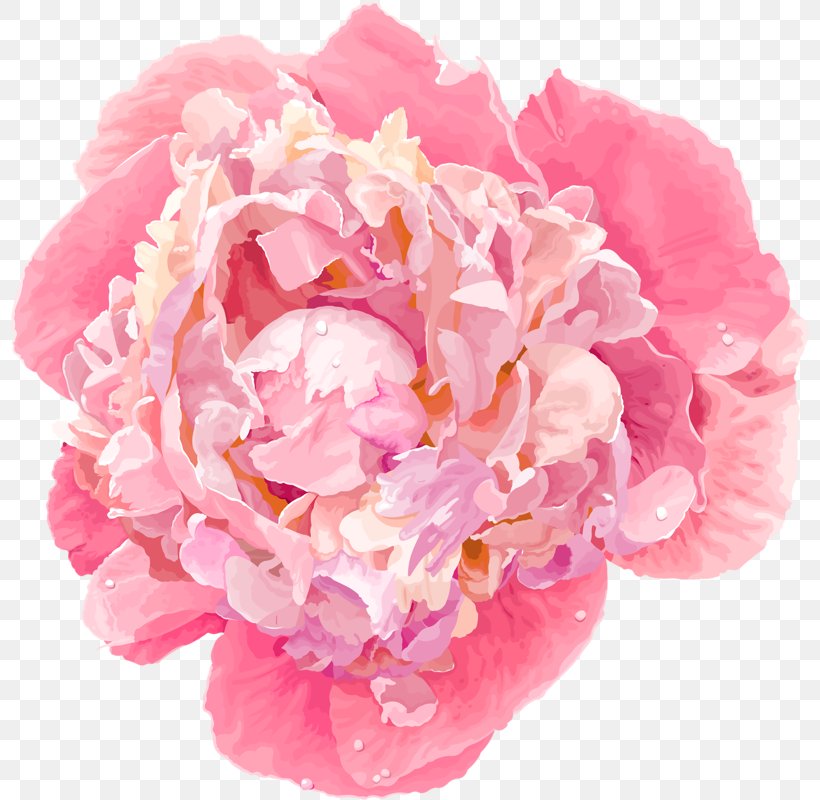 Peony Royalty-free Clip Art, PNG, 798x800px, Peony, Artificial Flower, Carnation, Cut Flowers, Drawing Download Free