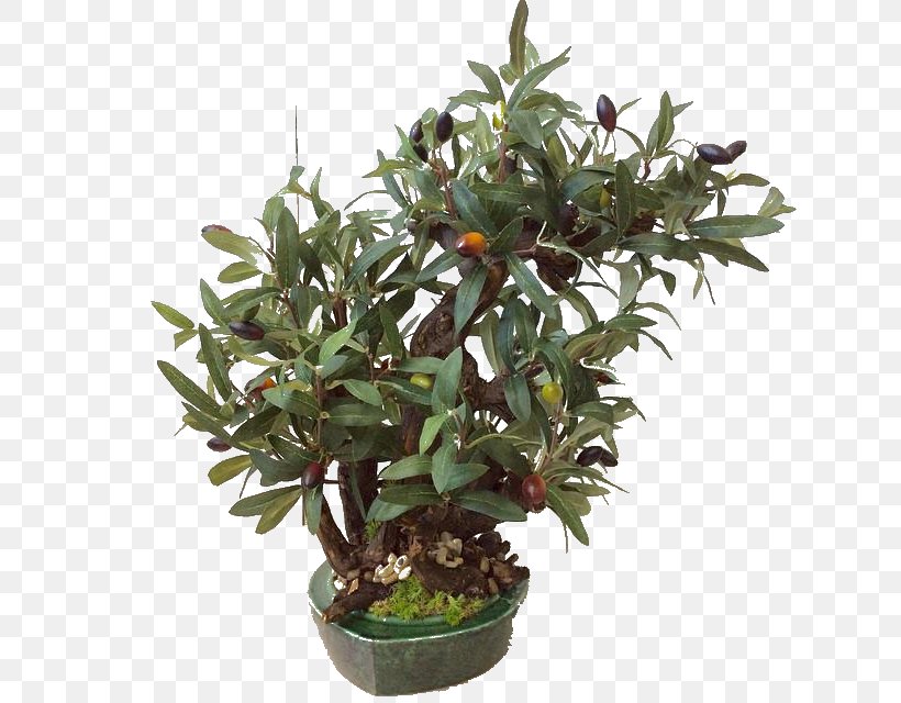Tree Flowerpot Houseplant Shrub, PNG, 640x640px, Tree, Evergreen, Flowerpot, Houseplant, Plant Download Free