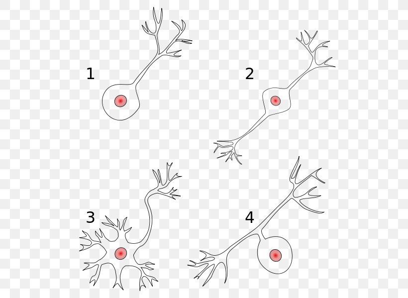 Bipolar Neuron Pseudounipolar Neuron Multipolar Neuron, PNG, 558x599px, Neuron, Alpha Motor Neuron, Area, Axon, Bipolar Neuron Download Free